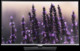 TV Samsung UE-40H5000