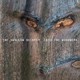 CD ECM Records Steve Swallow Quintet: Into The Woodwork