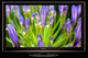 TV Panasonic TX-P50VT20 EA NeoPDP
