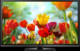 TV LG 60PB660V 