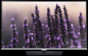 TV Samsung UE-32H5000