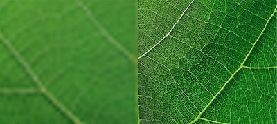 Prim-plan cu o frunză, demonstrând detaliile super rezoluției 4K oferite de procesorul XR