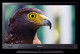 TV Sony KDL-32EX720