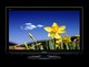 TV Panasonic TX-L42U2E
