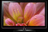 TV LG 32LE5300