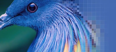 Prim-plan cu penele unei păsări